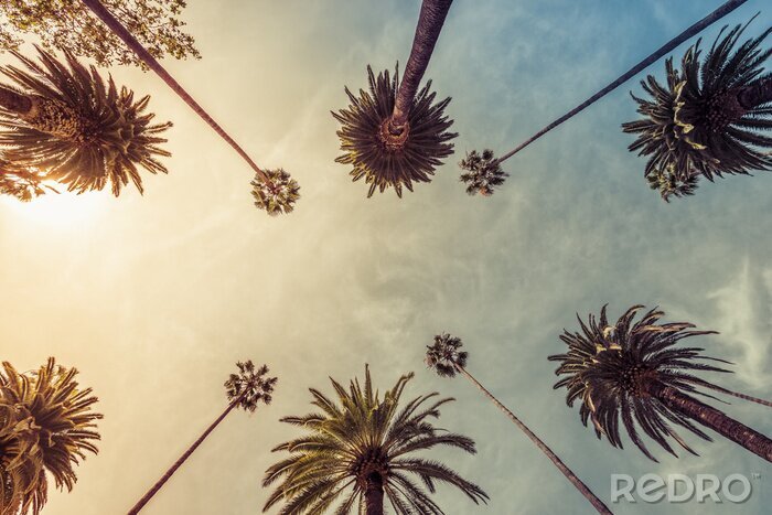 Fotobehang Zonnige palmbomen in Los Angeles