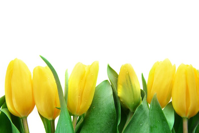 Fotobehang Zonnige tulpen