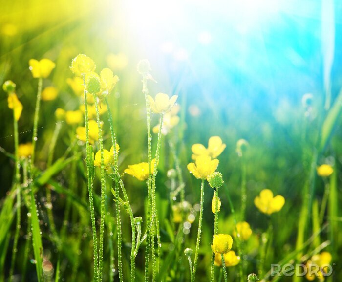 Fotobehang Zonnige weide en natuur