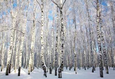 Fotobehang Zonnige winter met berken