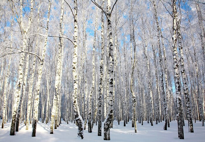 Fotobehang Zonnige winter met berken