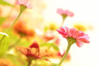 Fotobehang Zonovergoten bloemen