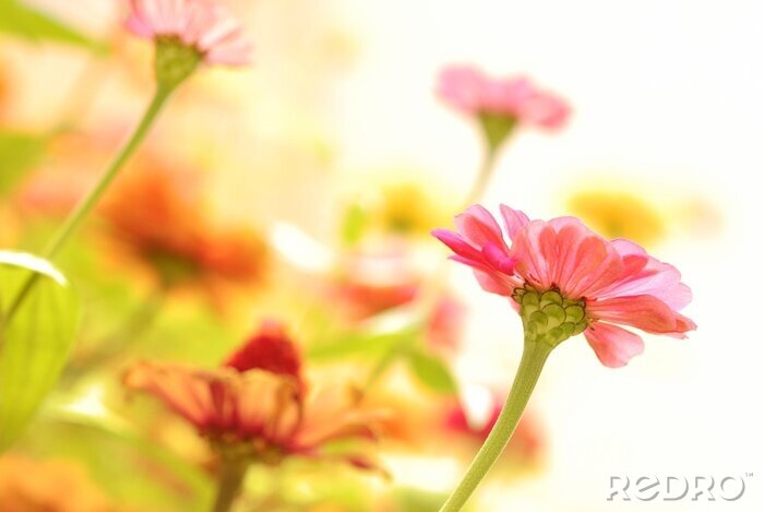Fotobehang Zonovergoten bloemen