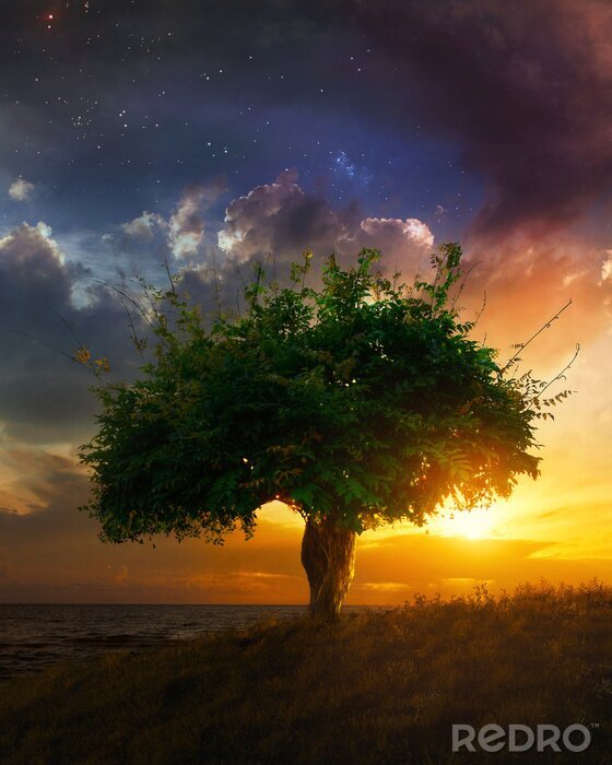 Fotobehang Zonsondergang achter een boom