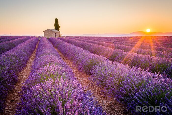 Fotobehang Zonsondergang boven een lavendelveld in de Provence