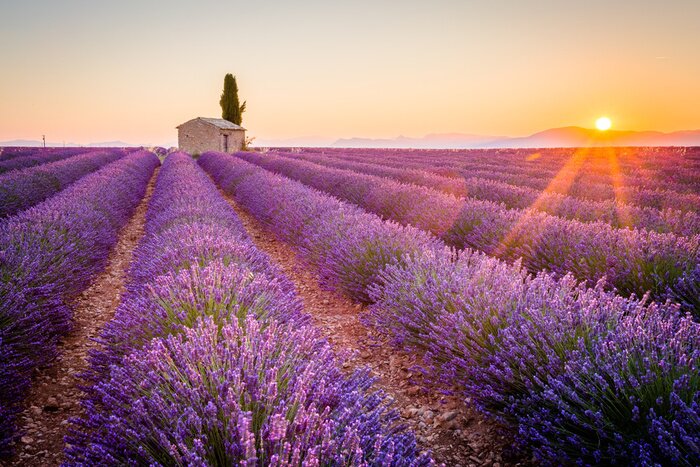 Fotobehang Zonsondergang boven een lavendelveld in de Provence