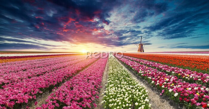 Fotobehang Zonsondergang boven een tulpenveld in Nederland