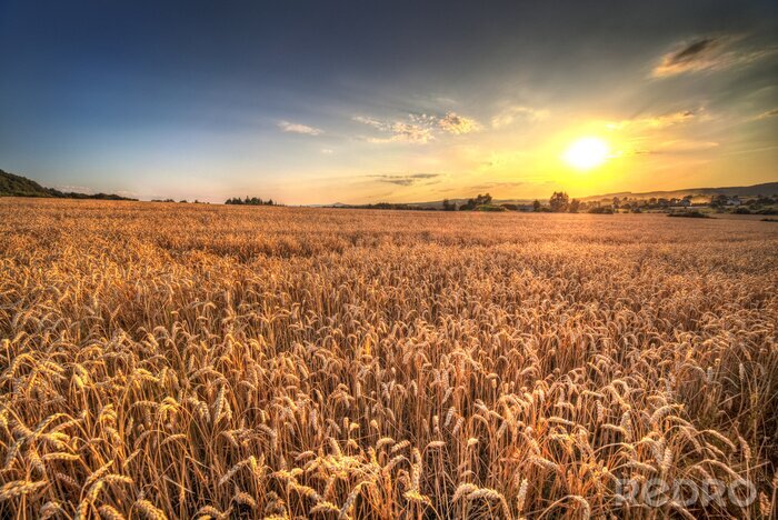 Fotobehang Zonsondergang boven een veld