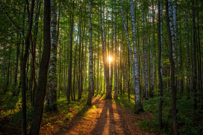 Fotobehang Zonsondergang boven het berkenbos