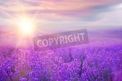 Fotobehang Zonsondergang boven lavendelbloemen