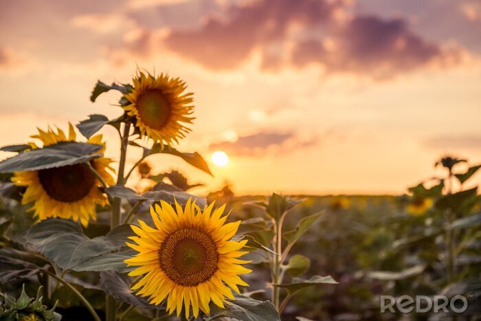 Fotobehang Zonsondergang die valt over zonnebloemen