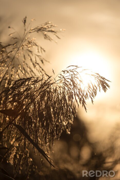 Fotobehang Zonsondergang en natuur