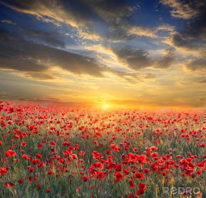 Fotobehang Zonsondergang, hemel en rode bloemen