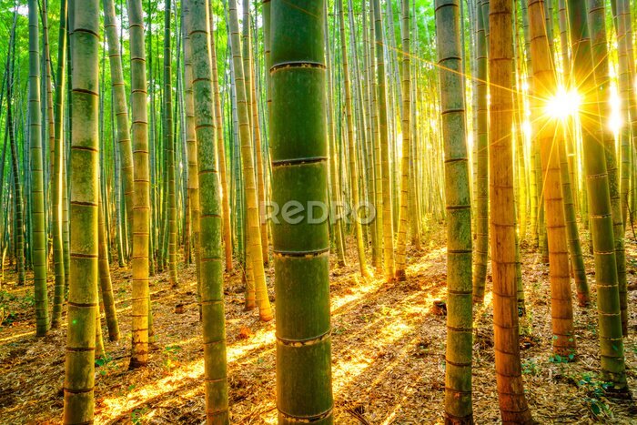 Fotobehang Zonsondergang in het bamboebos