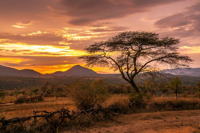 Fotobehang Zonsondergang op de savanne