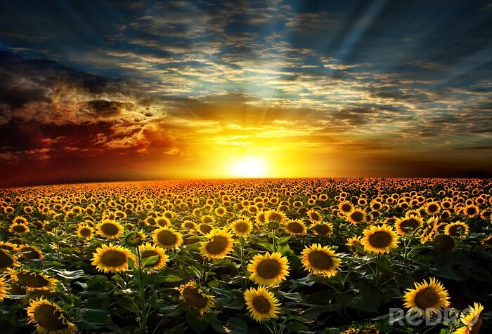 Fotobehang Zonsondergang op een achtergrond van een veld zonnebloemen