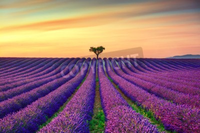 Fotobehang Zonsondergang op een lavendelveld