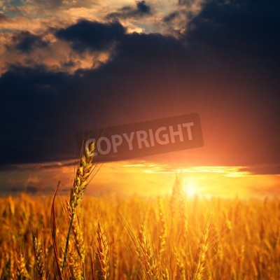Fotobehang Zonsondergang op een tarweveld
