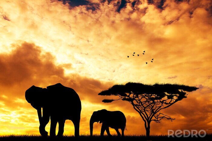 Fotobehang Zonsondergang over een savanne