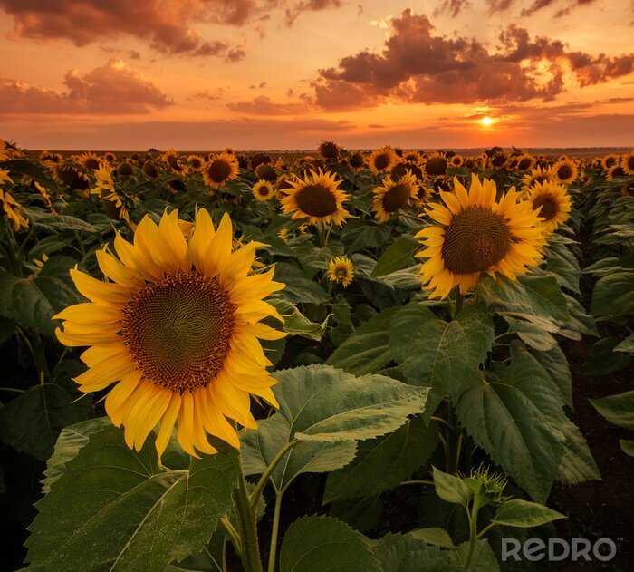 Fotobehang Zonsondergang wolken en zonnebloemen