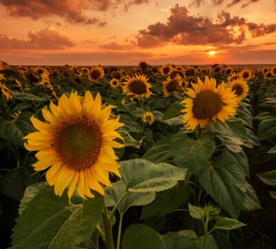 Fotobehang Zonsondergang wolken en zonnebloemen
