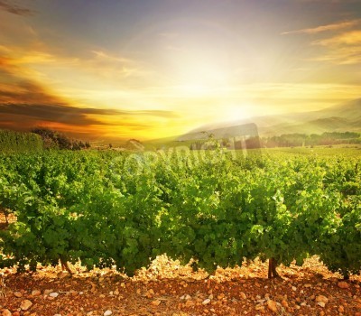 Fotobehang Zonsopgang bij een wijngaard