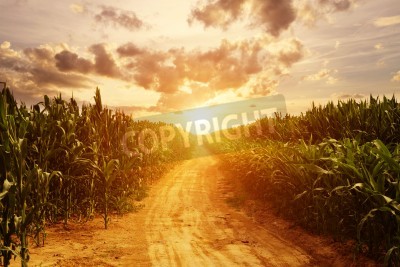 Fotobehang Zonsopgang boven een maïsveld
