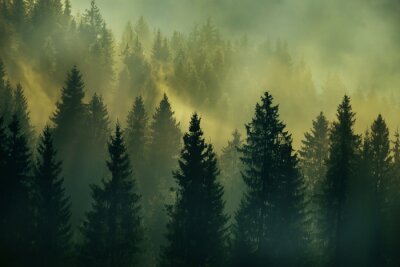 Fotobehang Zonsopgang in het bos