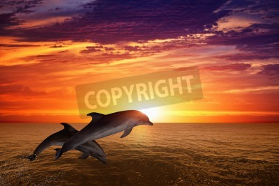 Fotobehang Zonsopgang met dolfijnen in de oceaan
