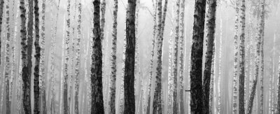 Fotobehang Zwart en wit berkenbos