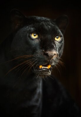 Zwart luipaard met gele ogen
