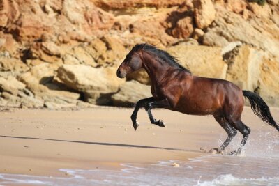 Fotobehang Zwart paard aan de kust