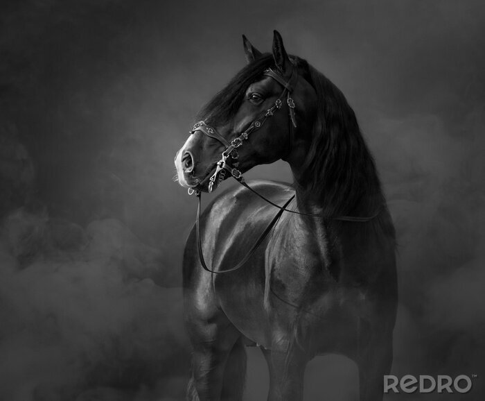 Fotobehang zwart paard in de mist