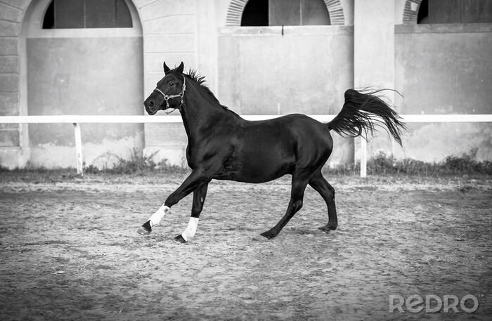 Fotobehang Zwart paard in de trainingspiste