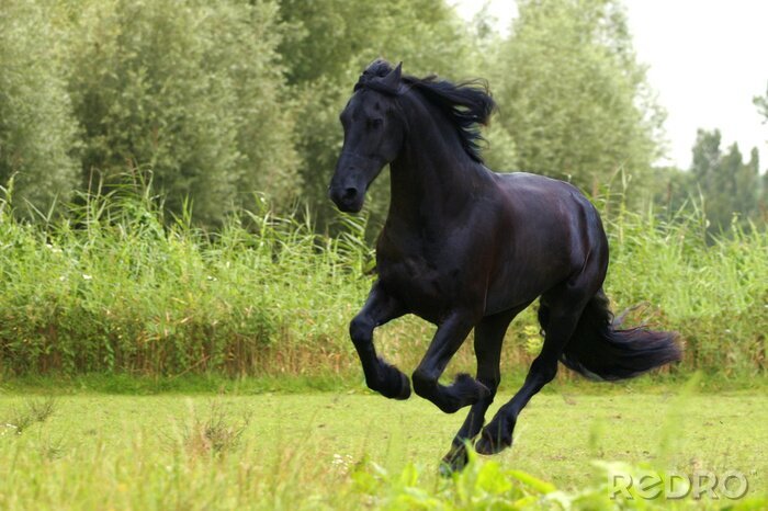 Fotobehang Zwart paard in de wei