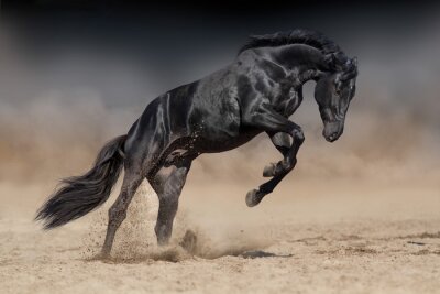 Zwart paard in de woestijn