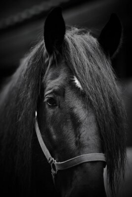 Fotobehang Zwart paard met teugels
