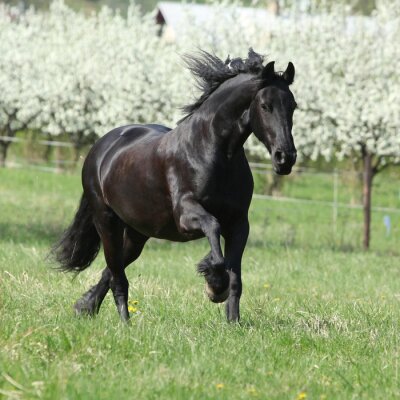 Fotobehang Zwart paard op de achtergrond van bomen