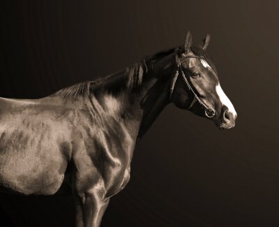 Fotobehang Zwart paard op donkere achtergrond