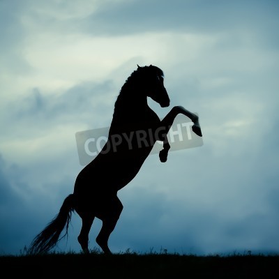 Fotobehang Zwart silhouet van een paard