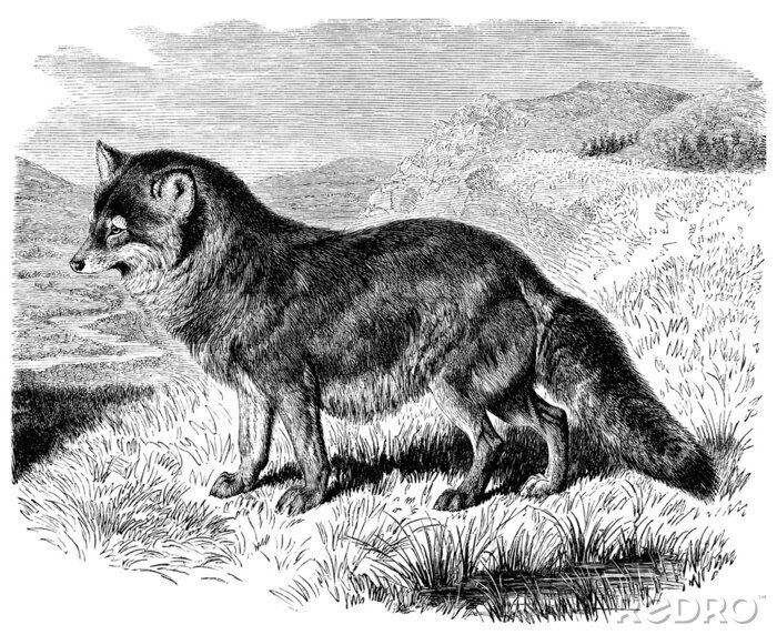 Fotobehang Zwart-wit afbeelding van een dier