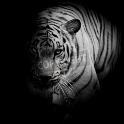 Fotobehang Zwart-wit afbeelding van een tijger