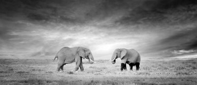 Fotobehang Zwart-wit beeld van olifanten