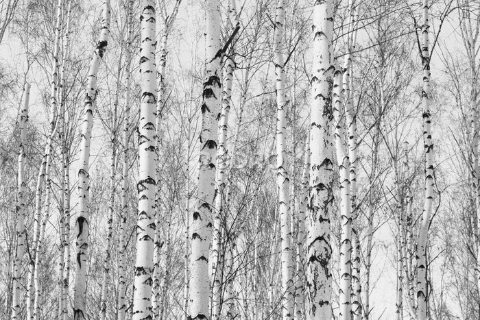 Fotobehang Zwart-wit berkenbos