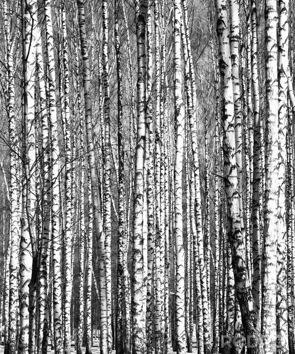 Fotobehang Zwart-wit berkenbosje