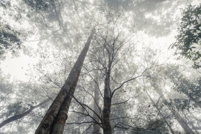 Fotobehang Zwart-wit bos in de mist