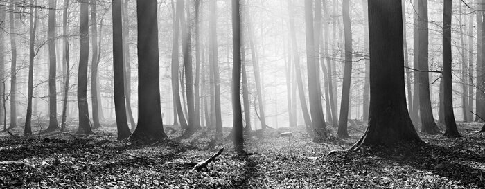 Fotobehang Zwart-wit bos zonder bladeren