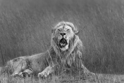 Fotobehang Zwart-wit concept van een leeuw die in het gras ligt