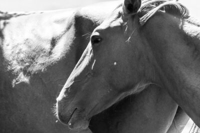 Fotobehang Zwart-wit detail op het oog van het paard