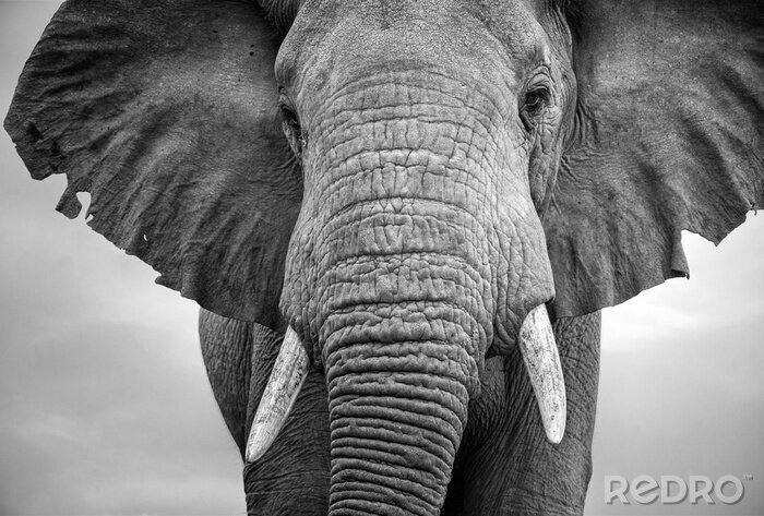 Fotobehang Zwart-wit detail van een olifant